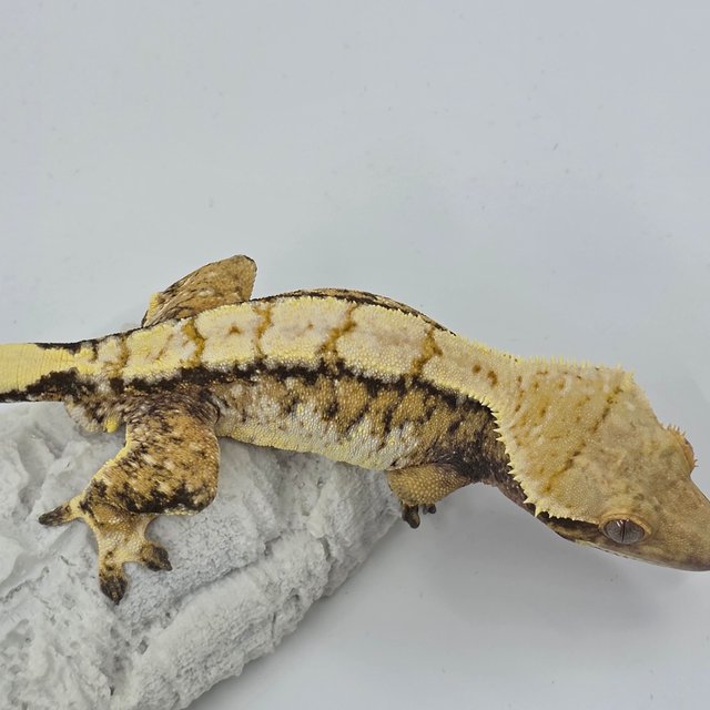 노멀 트라이 드리피 화이트스팟 익스트림할리퀸