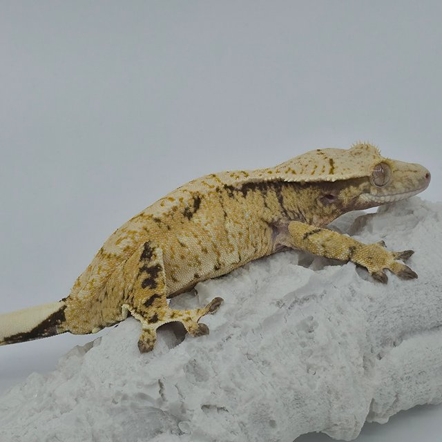 노멀 트라이 드리피 화이트스팟 익스트림할리퀸