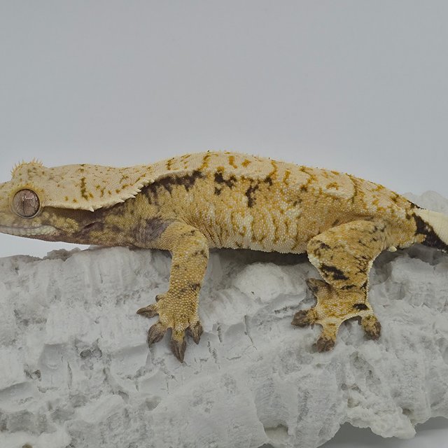 노멀 트라이 드리피 화이트스팟 익스트림할리퀸