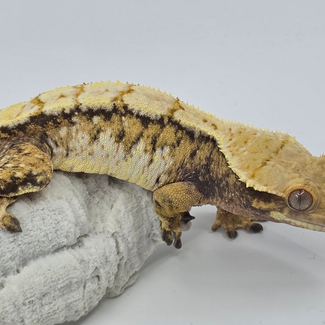 노멀 트라이 드리피 화이트스팟 익스트림할리퀸