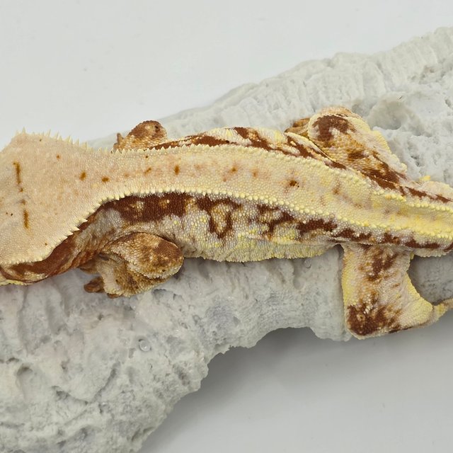 릴리화이트 레드