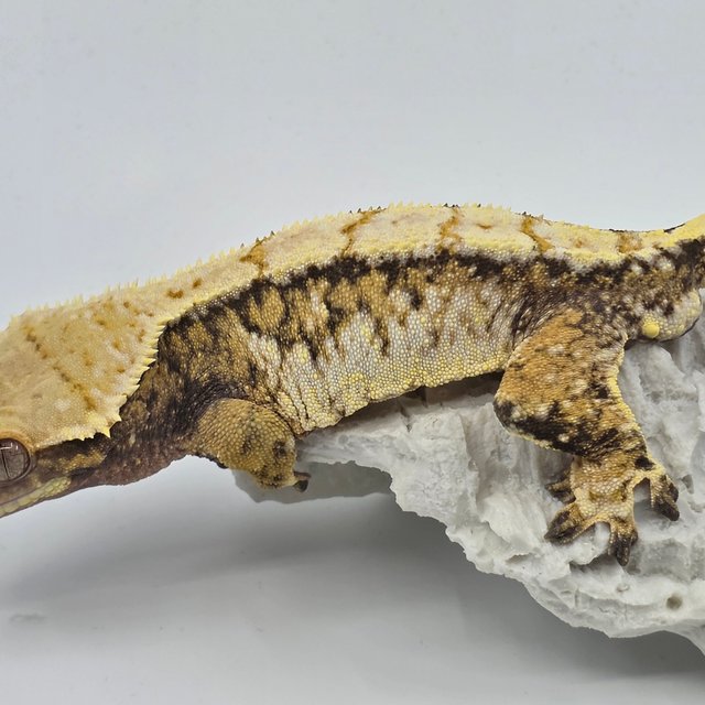 노멀 트라이 드리피 화이트스팟 익스트림할리퀸