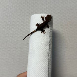 챠콜 알티