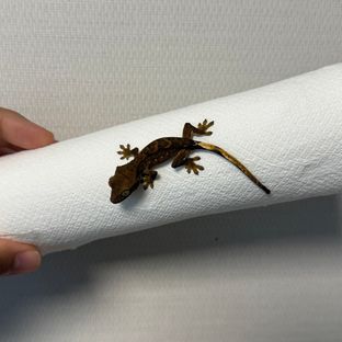 알티 챠콜
