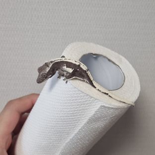 릴잔틱
