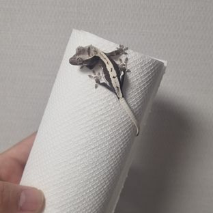 릴잔틱