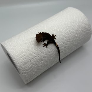 알티 챠콜