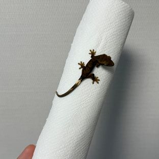 알티 챠콜