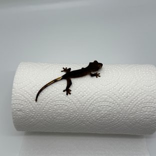 챠콜