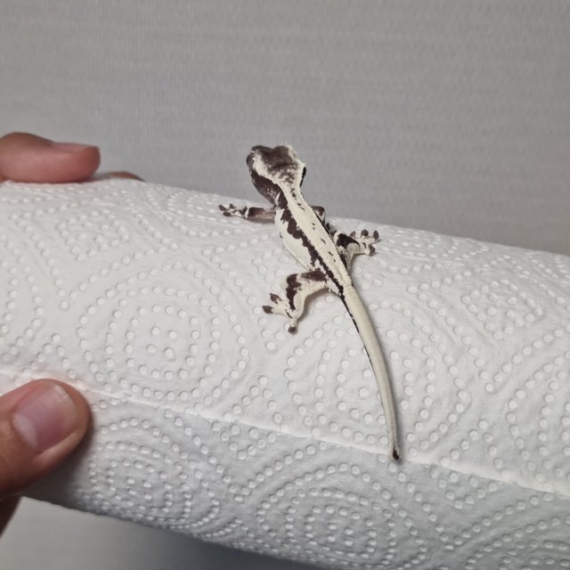 프라푸치노 아잔틱