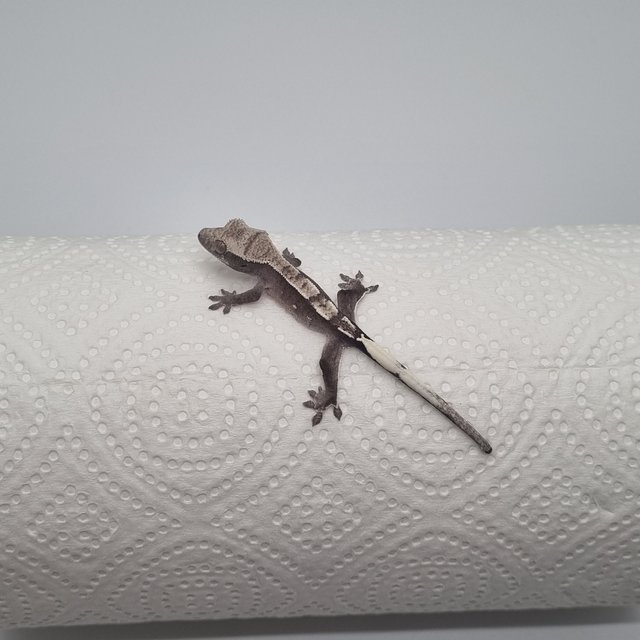 카푸치노 아잔틱