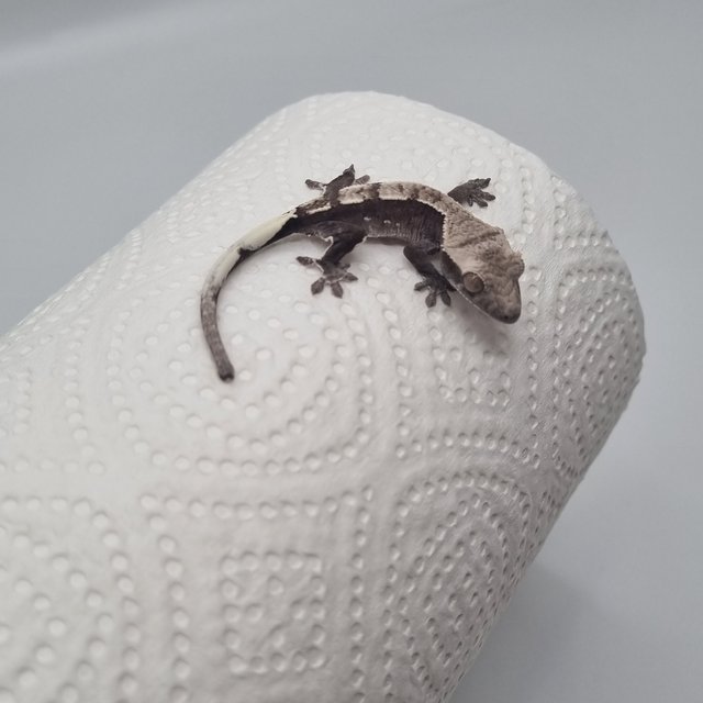 카푸치노 아잔틱