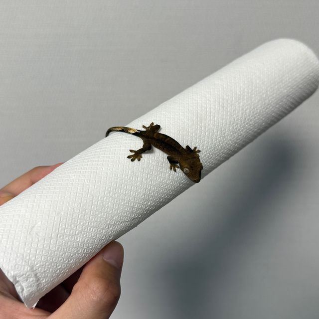 알티 챠콜