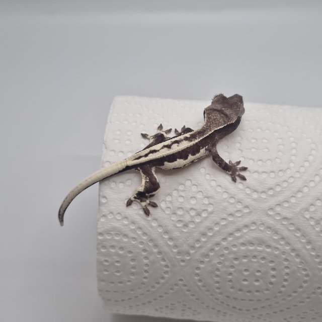 프라푸치노 아잔틱