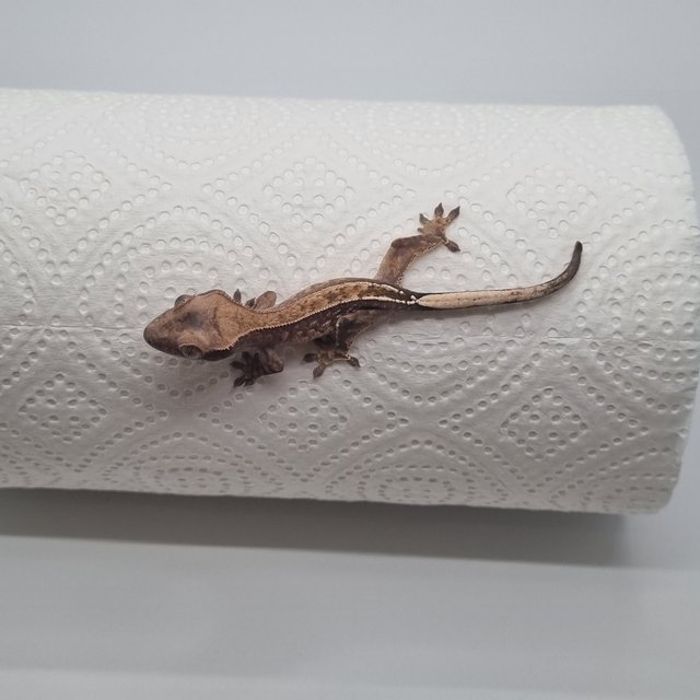 100%헷아잔틱 카푸치노