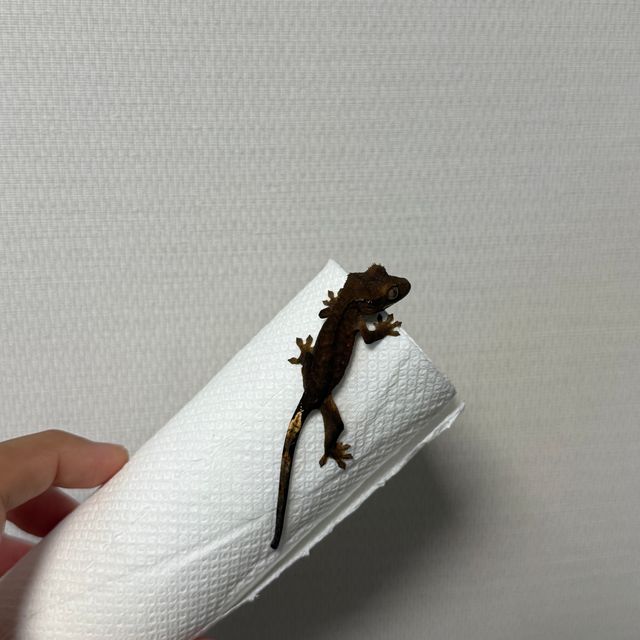 챠콜 알티