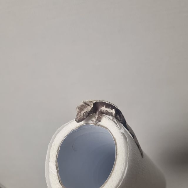 릴잔틱