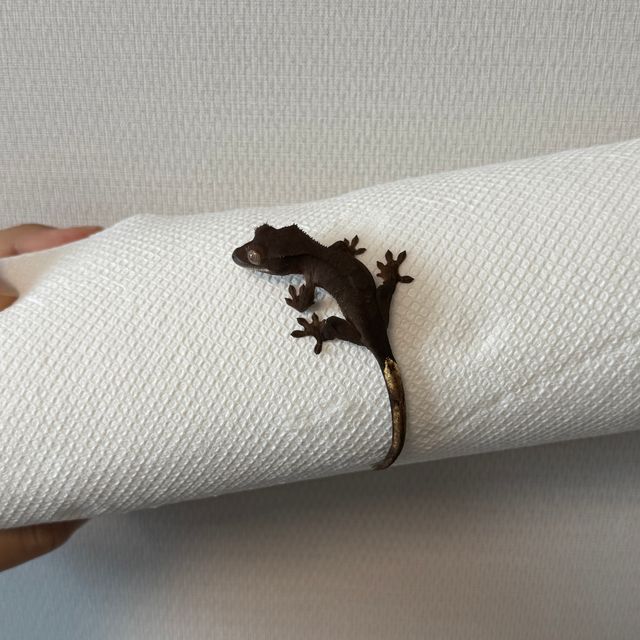 알티 챠콜