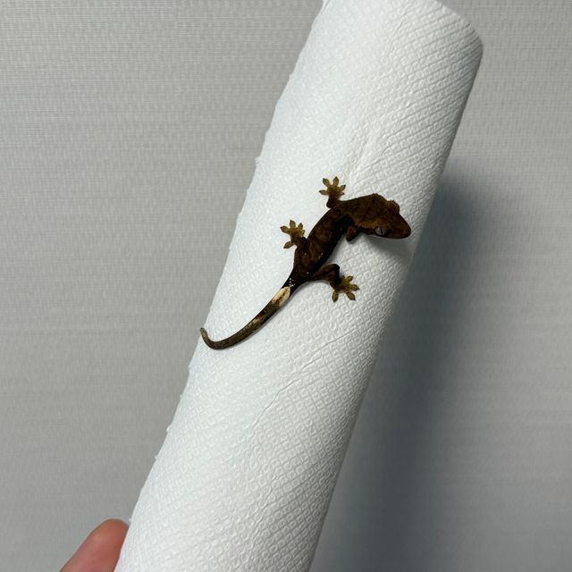 알티 챠콜