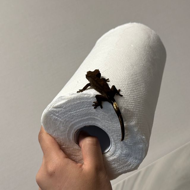 알티 다크 챠콜