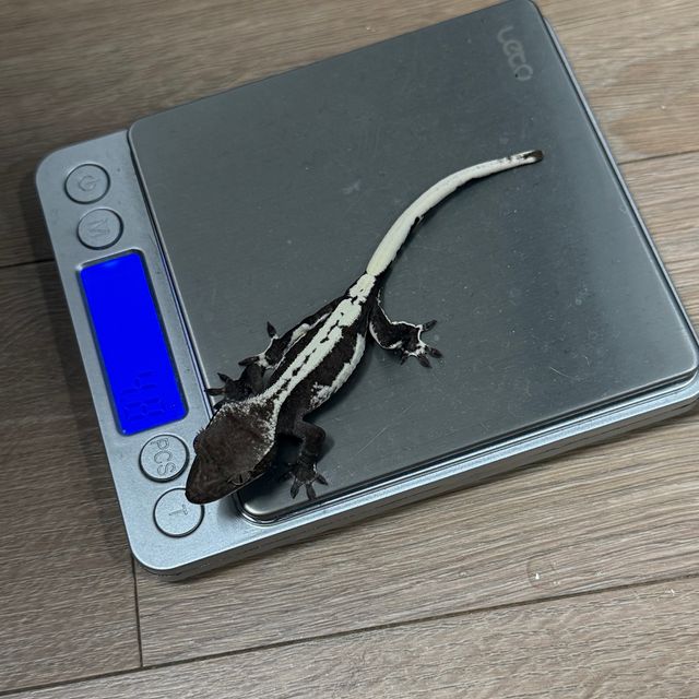 릴잔틱