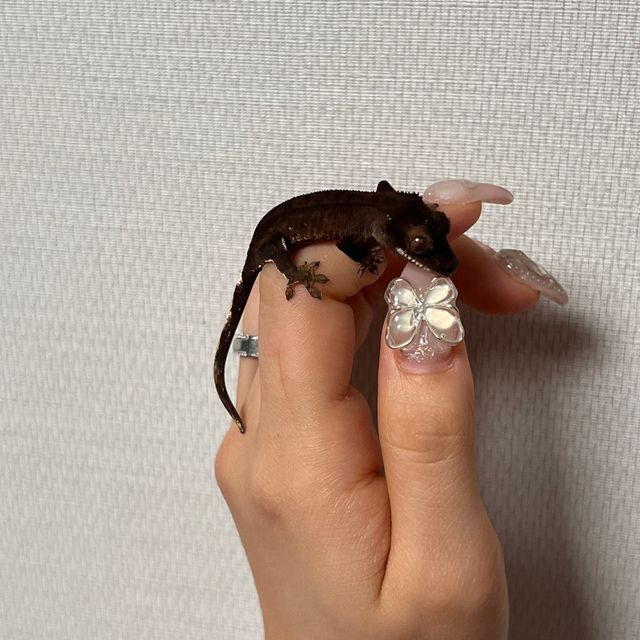 알티 챠콜