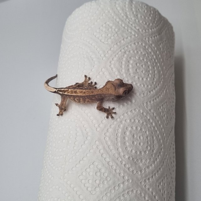 100%헷아잔틱 카푸치노