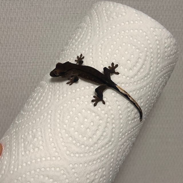 알티 챠콜
