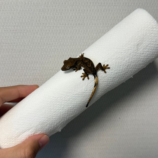 알티 챠콜