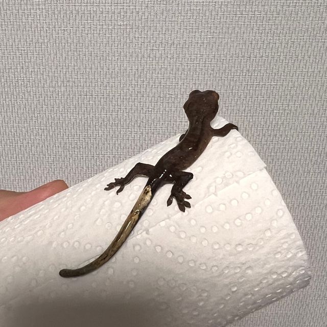 알티 챠콜
