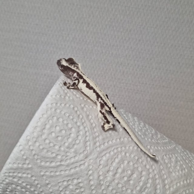 프라푸치노 아잔틱