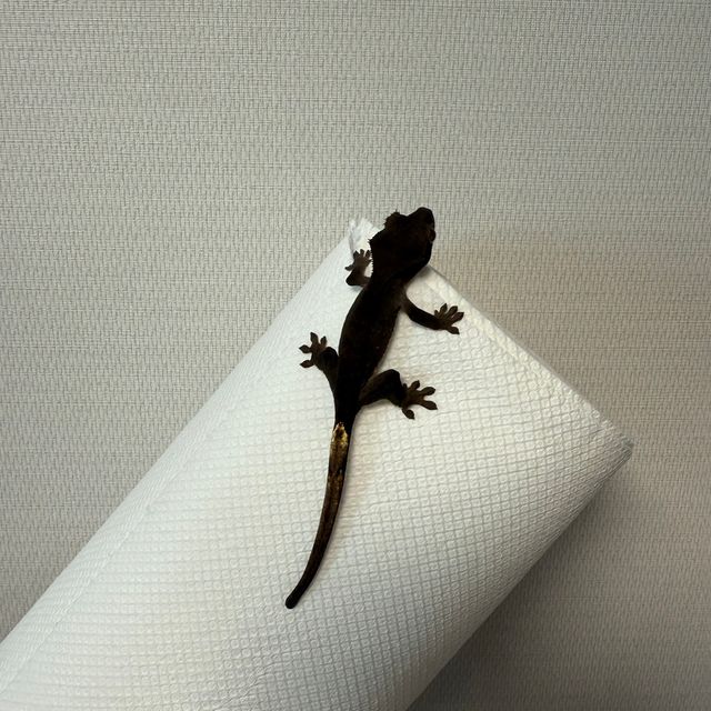 알티 챠콜