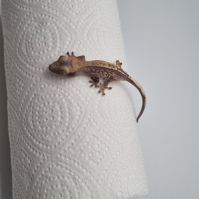 100%헷아잔틱 카푸치노