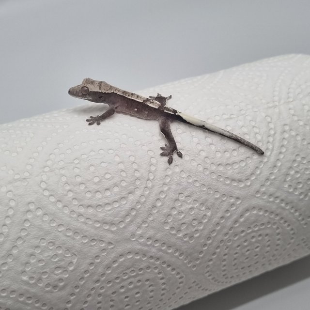 카푸치노 아잔틱