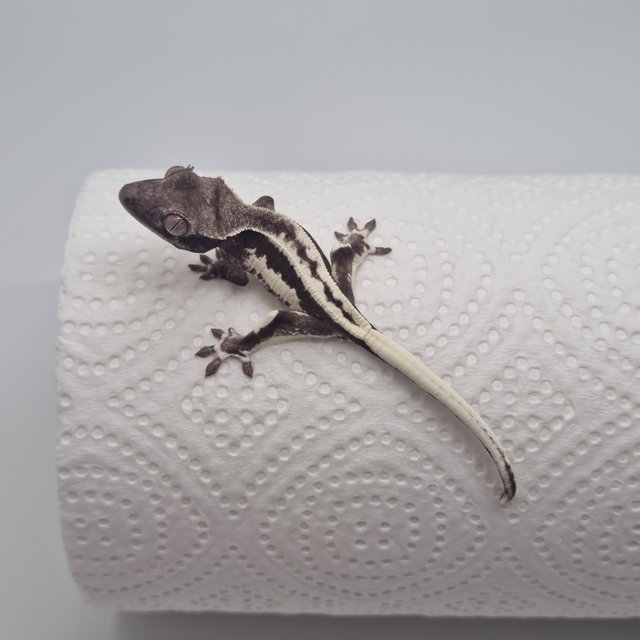 프라푸치노 아잔틱