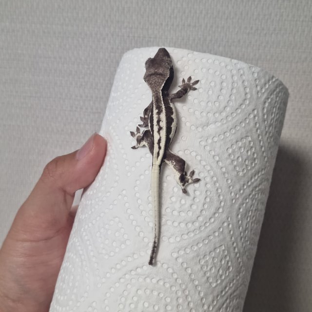 프라푸치노 아잔틱