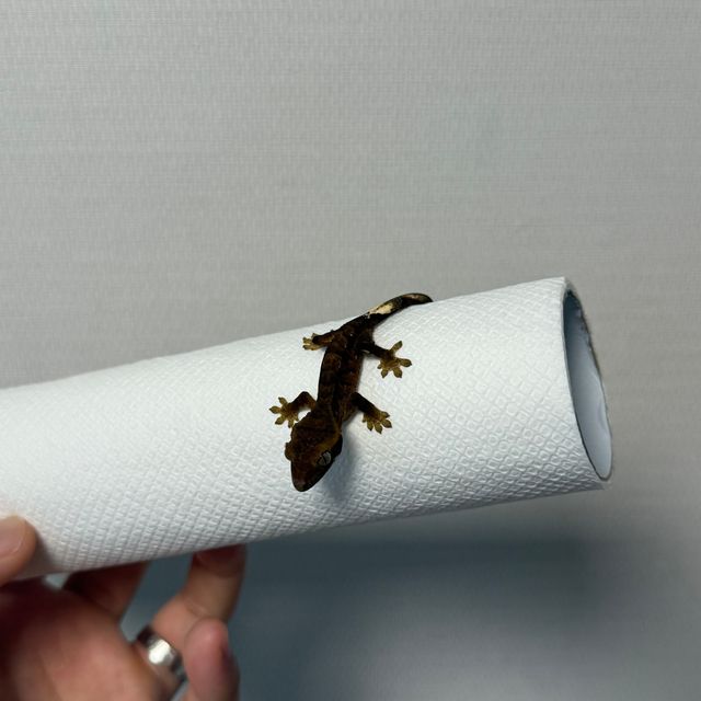 알티 챠콜