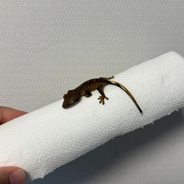 알티 챠콜