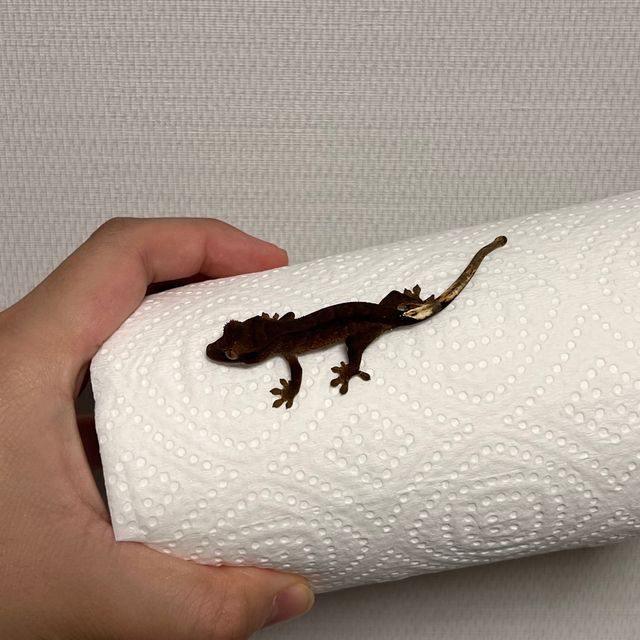 알티 챠콜