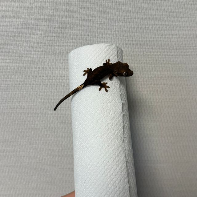 챠콜 알티