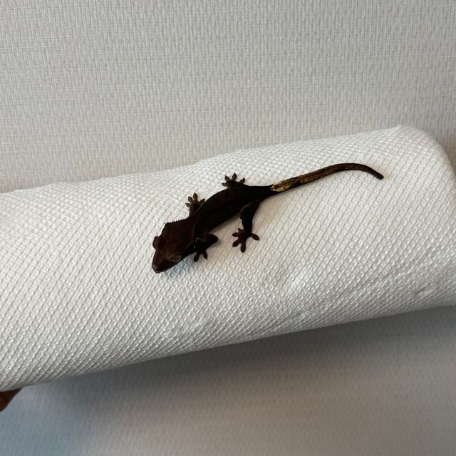 알티 챠콜