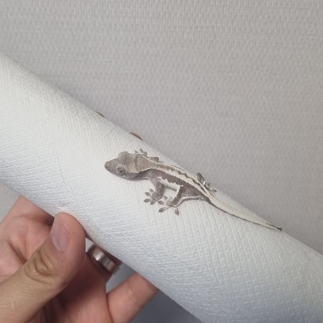 프라푸치노 아잔틱