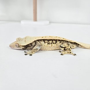 노멀 트라이 익스트림할리퀸 쿼드