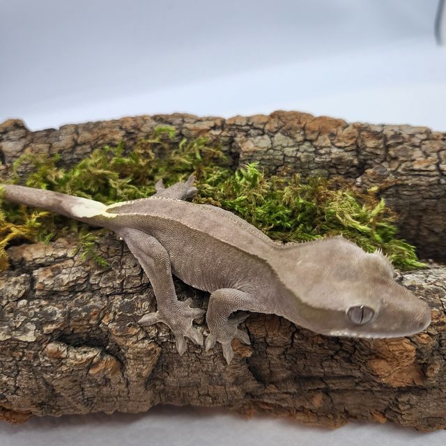 아잔틱