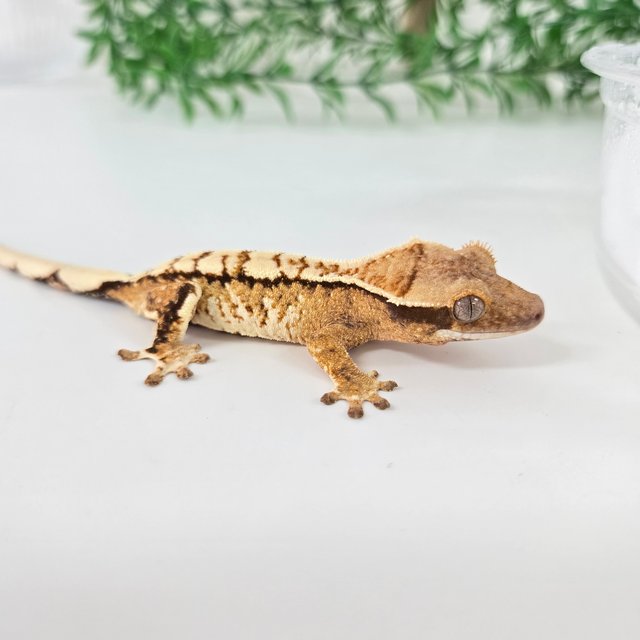 노멀 트라이 익스트림할리퀸