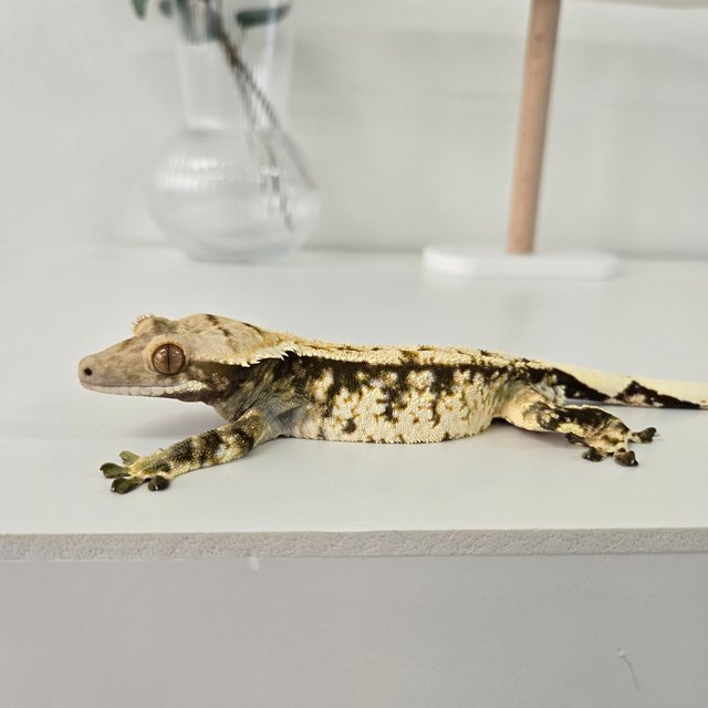 노멀 트라이 익스트림할리퀸