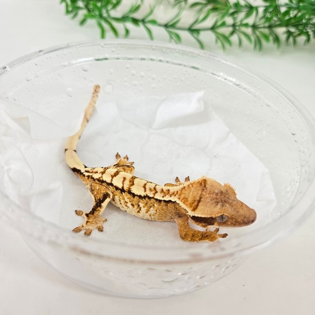 노멀 트라이 익스트림할리퀸