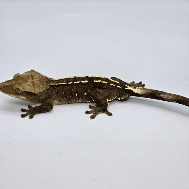 아잔틱