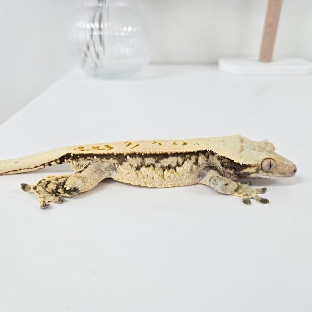 노멀 트라이 익스트림할리퀸 쿼드