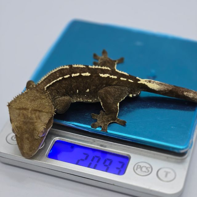 아잔틱